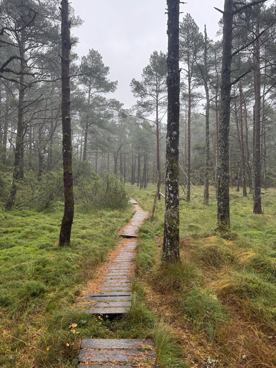 A misty boardwalk through the pine forest