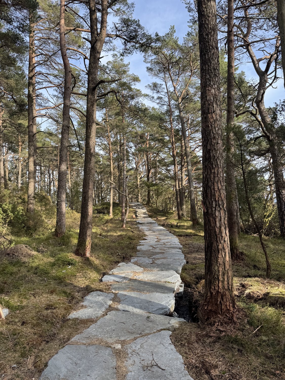 Sunlit granite and pines on the island